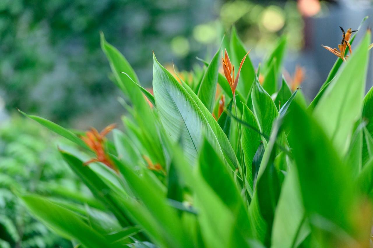 Aryana Boutique Hotel Anuradhapura Exterior photo